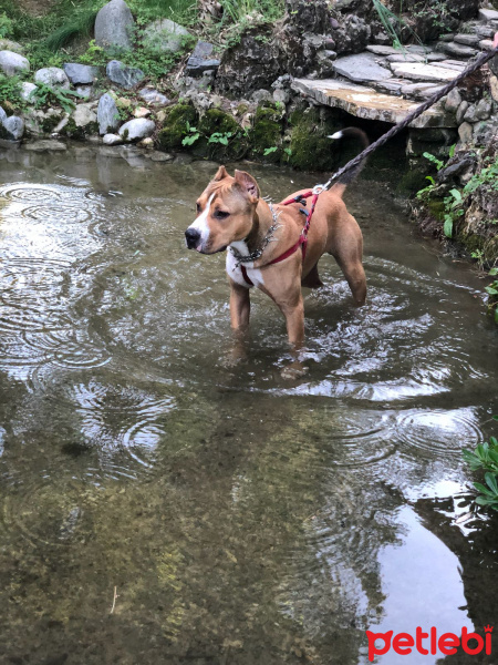 Amerikan Pitbull Terrier, Köpek  Herkül fotoğrafı