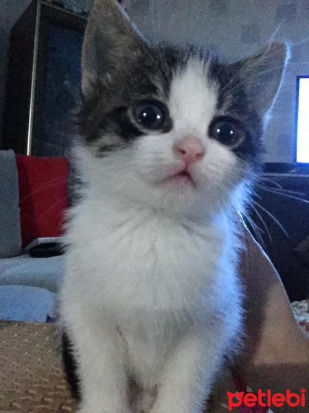 Sarman, Kedi  Pati fotoğrafı