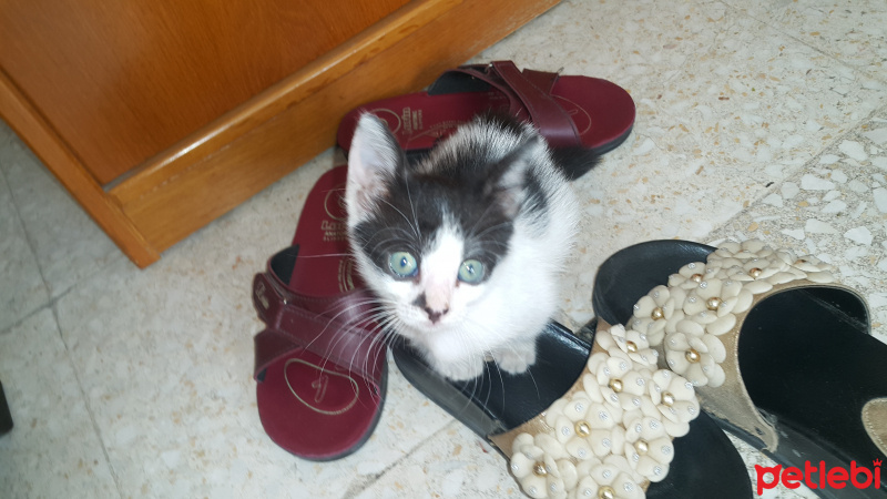 Tekir Kedi, Kedi  Boncuk fotoğrafı