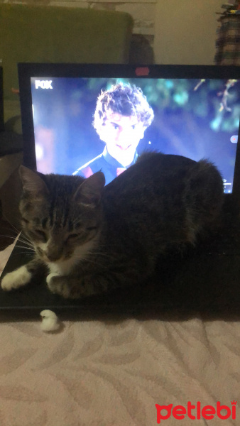 Tekir Kedi, Kedi  Melody fotoğrafı