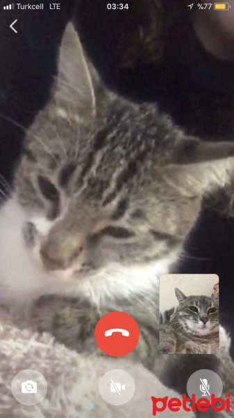 Tekir Kedi, Kedi  Melody fotoğrafı