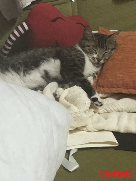 Tekir Kedi, Kedi  Melody fotoğrafı