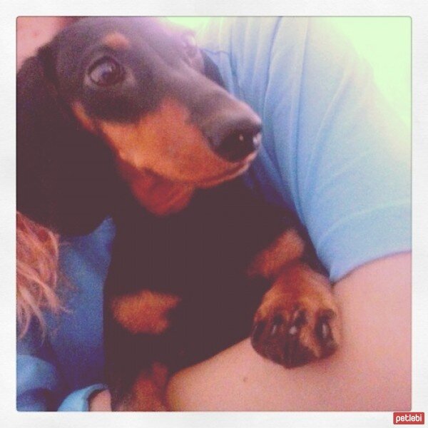 Dachshund (Sosis), Köpek  doremi fotoğrafı