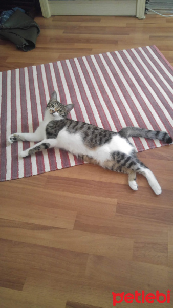 Tekir Kedi, Kedi  Leia fotoğrafı