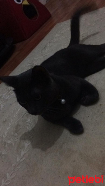Tekir Kedi, Kedi  Mia fotoğrafı