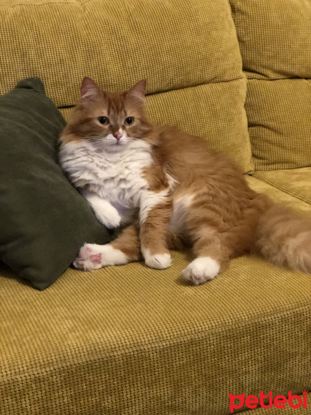 Sarman, Kedi  Miki fotoğrafı