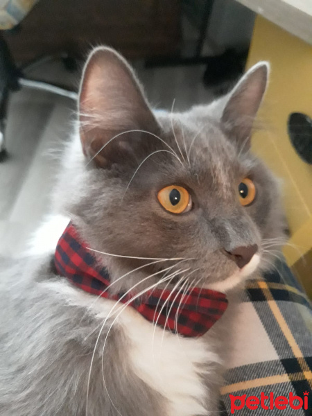 British Shorthair, Kedi  Duman fotoğrafı
