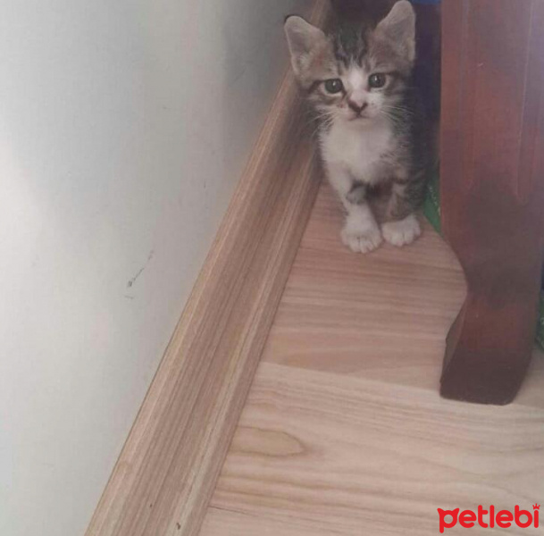 Tekir Kedi, Kedi  Çita fotoğrafı
