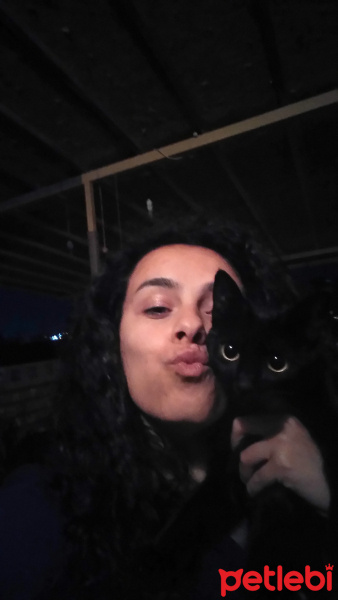 Bombay, Kedi  Lima fotoğrafı