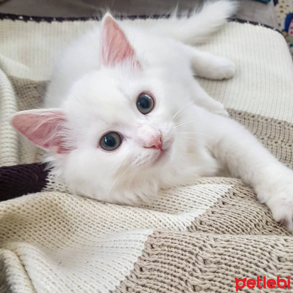 Chinchilla, Kedi  Bulut fotoğrafı