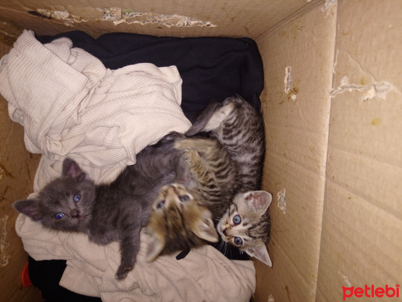 Ankara Kedisi, Kedi  Çok acil yuva arıyoruz dışarda kalmasın bu yavruar fotoğrafı