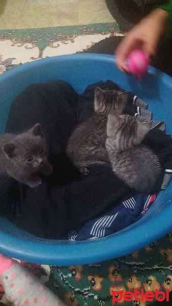 Ankara Kedisi, Kedi  Çok acil yuva arıyoruz dışarda kalmasın bu yavruar fotoğrafı