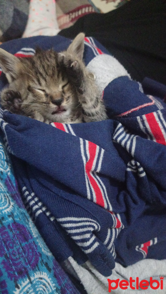 Ankara Kedisi, Kedi  Çok acil yuva arıyoruz dışarda kalmasın bu yavruar fotoğrafı