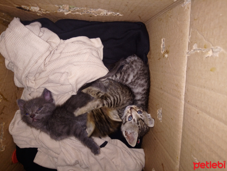 Ankara Kedisi, Kedi  Çok acil yuva arıyoruz dışarda kalmasın bu yavruar fotoğrafı