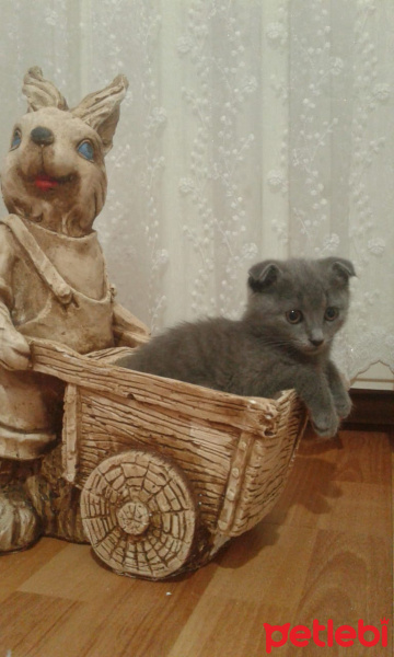 Scottish Fold, Kedi  Malçik fotoğrafı