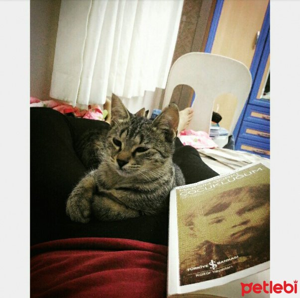 Soke, Kedi  Pony fotoğrafı
