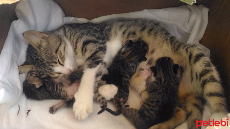Soke, Kedi  Pony fotoğrafı