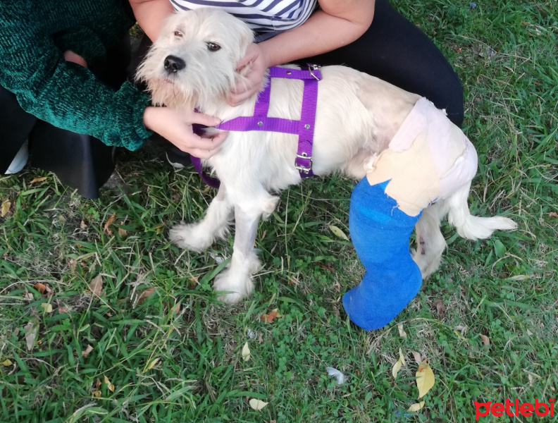 Glen of Imaal Terrier, Köpek  Coco fotoğrafı