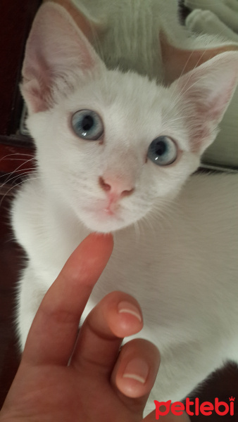 Van Kedisi, Kedi  Benjamin fotoğrafı