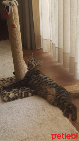 Tekir Kedi, Kedi  Murphy fotoğrafı