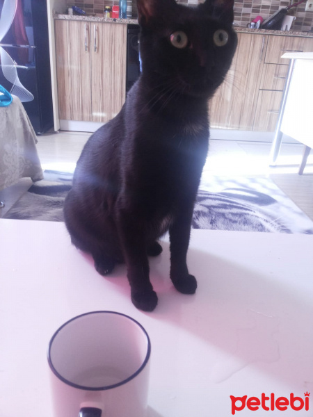 Bombay, Kedi  Eros fotoğrafı