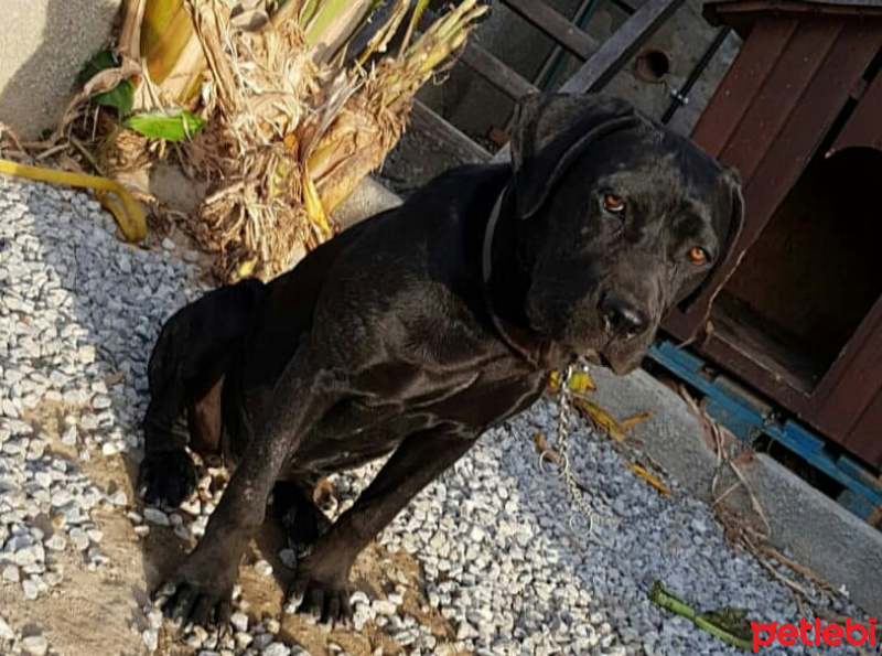Cane Corso Italiano, Köpek  Black fotoğrafı