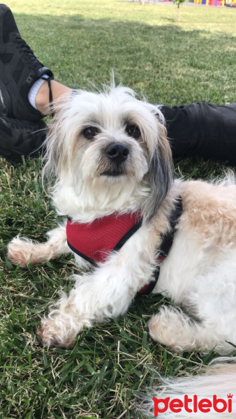 Maltese, Köpek  Köpük fotoğrafı