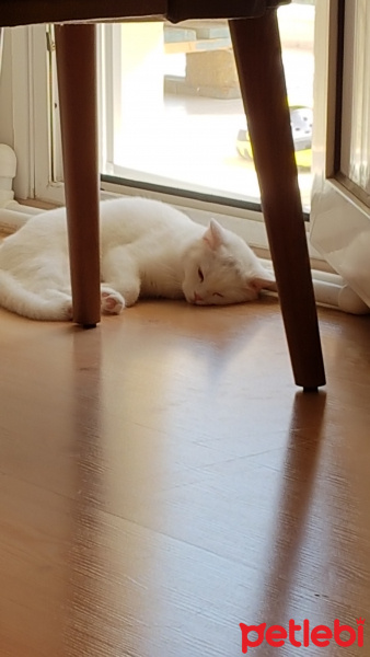 British Shorthair, Kedi  Kaymak fotoğrafı
