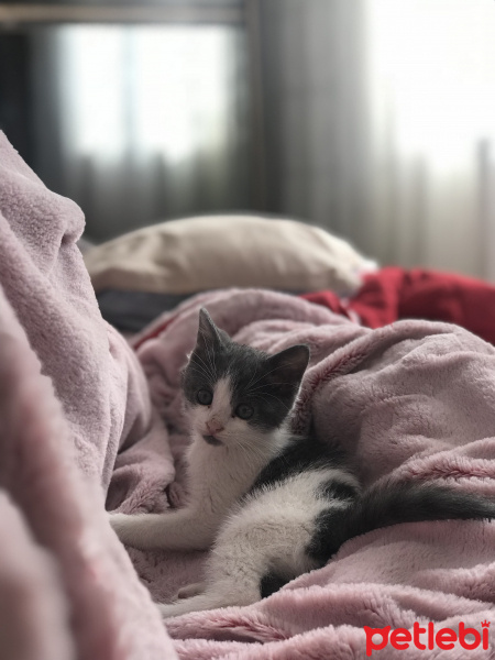 Tekir Kedi, Kedi  misha fotoğrafı
