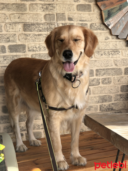 Golden Retriever, Köpek  Lila fotoğrafı