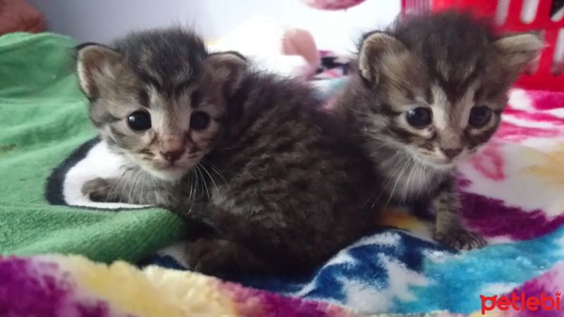 Tekir Kedi, Kedi  İkizler fotoğrafı