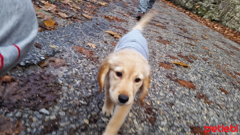 Golden Retriever, Köpek  Eva fotoğrafı