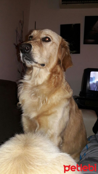 Golden Retriever, Köpek  Eva fotoğrafı