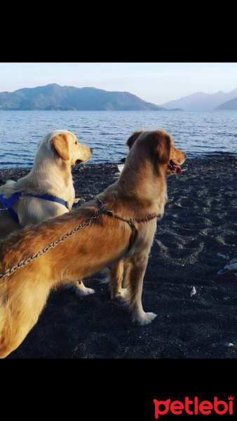 Golden Retriever, Köpek  Eva fotoğrafı