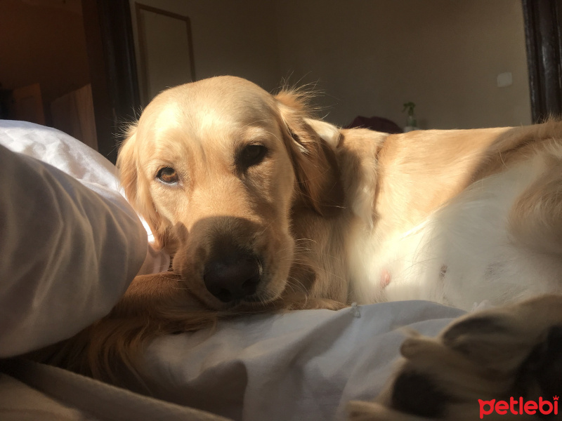 Golden Retriever, Köpek  Eva fotoğrafı