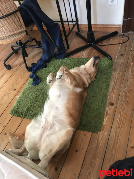 Golden Retriever, Köpek  Eva fotoğrafı