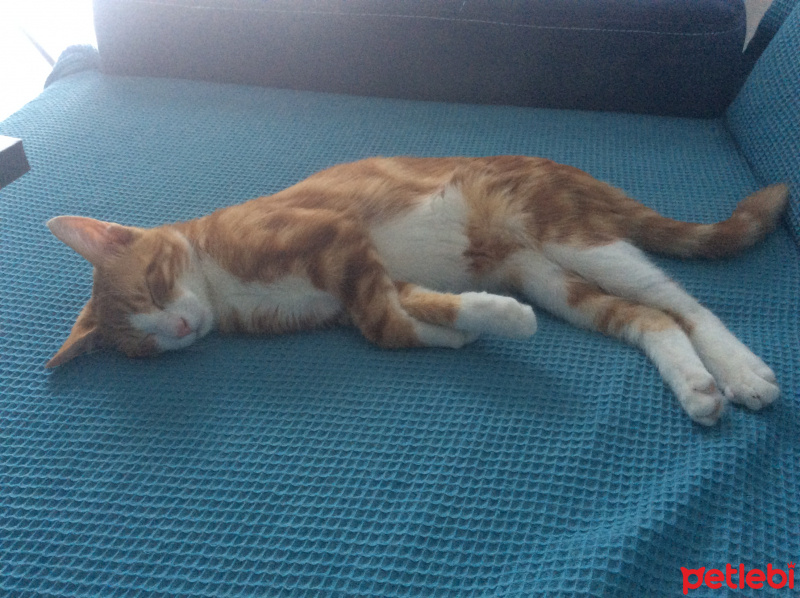Sarman, Kedi  Köpük fotoğrafı