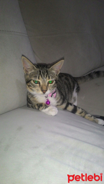 Tekir Kedi, Kedi  Pamuk fotoğrafı