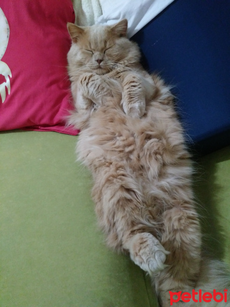 British Shorthair, Kedi  Çarlii fotoğrafı