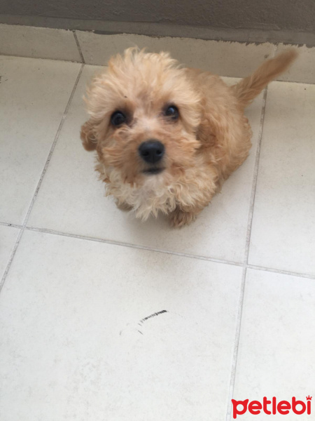 Maltese, Köpek  Tarçın fotoğrafı
