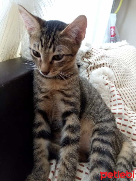 Tekir Kedi, Kedi  Gumball fotoğrafı