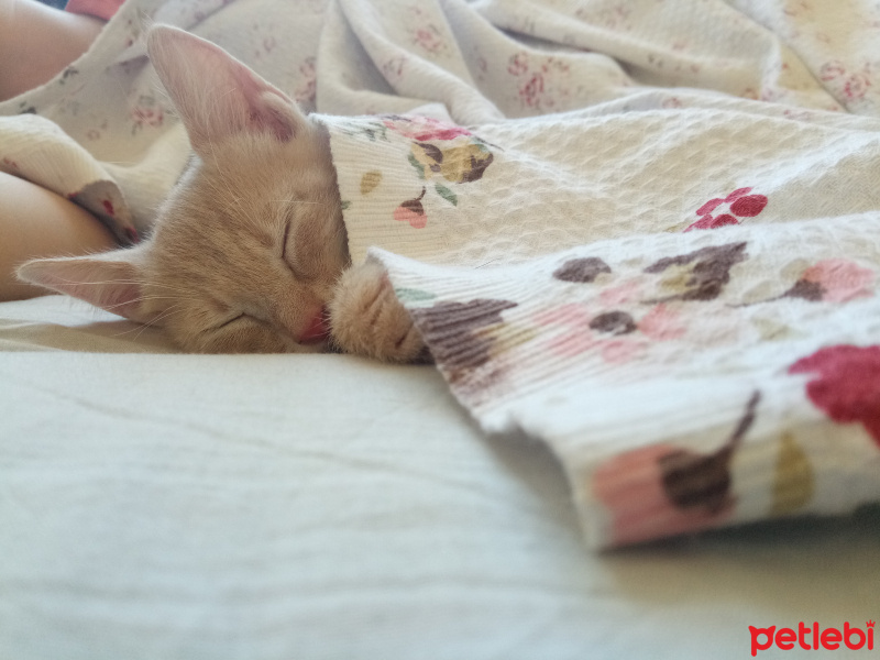 Tekir Kedi, Kedi  Gumball fotoğrafı
