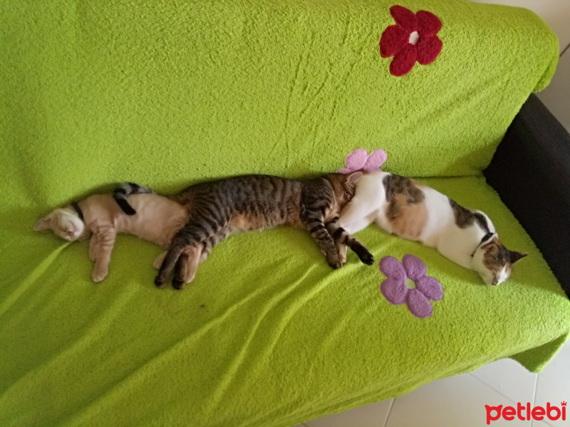 Tekir Kedi, Kedi  Gumball fotoğrafı
