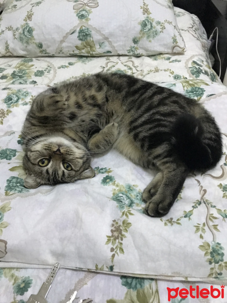 British Shorthair, Kedi  Şini fotoğrafı