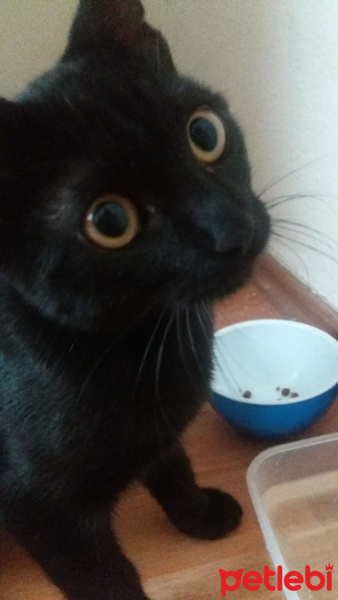 Tekir Kedi, Kedi  Gece fotoğrafı
