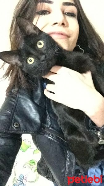 Tekir Kedi, Kedi  Gece fotoğrafı