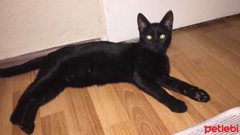 Tekir Kedi, Kedi  Gece fotoğrafı