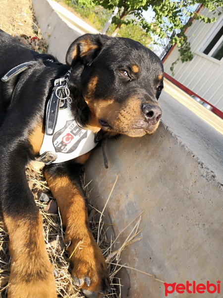 Rottweiler, Köpek  THOR fotoğrafı