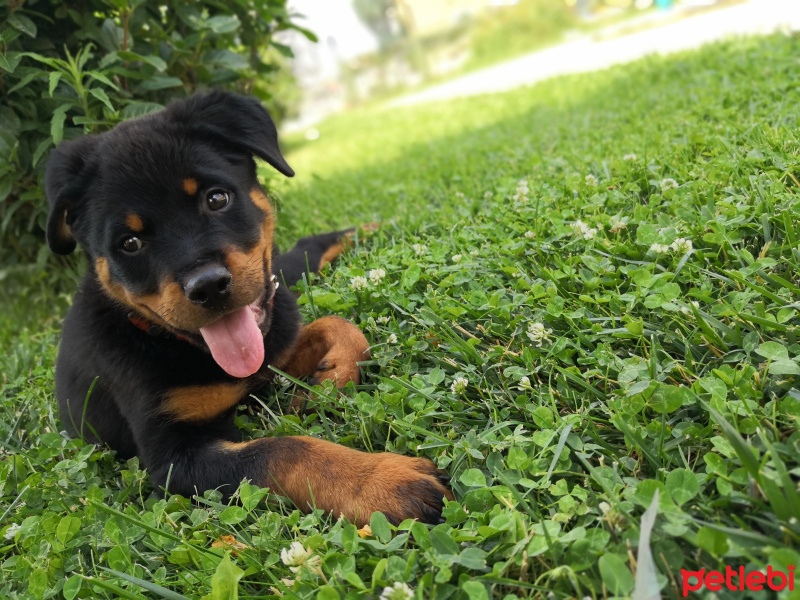 Rottweiler, Köpek  THOR fotoğrafı