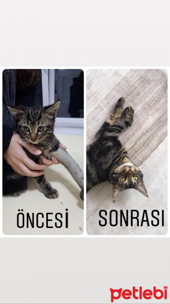 Tekir Kedi, Kedi  BÖRTİŞ fotoğrafı